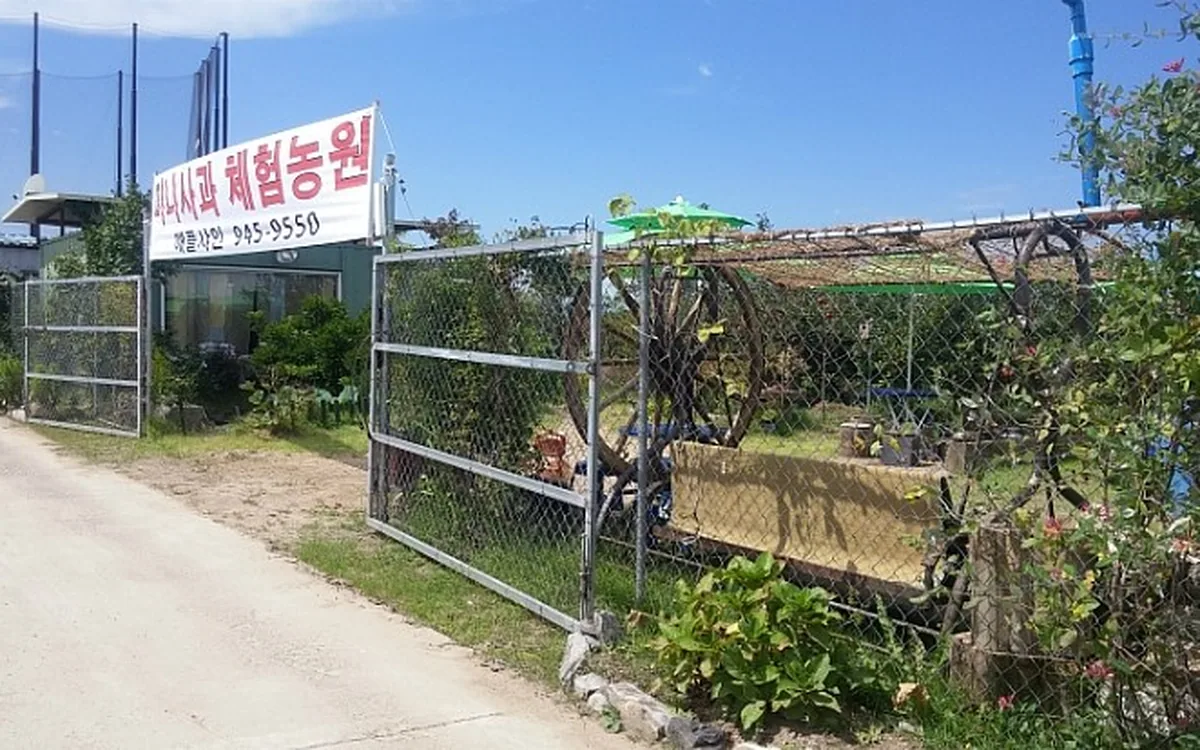 애플샤인 농원 체험 현장